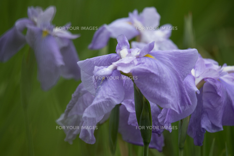 はなしょうぶ Japanese Iris Fyi 気軽に使える写真 イラスト素材 Foryourimages