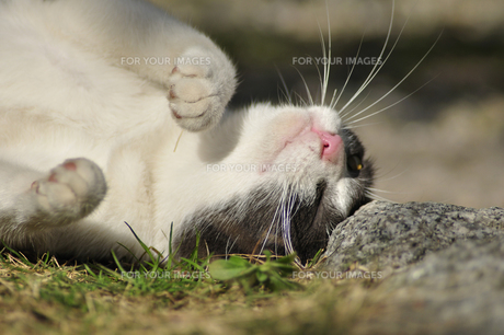 ウインクする猫 Fyi 気軽に使える写真 イラスト素材 Foryourimages