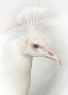 無料イラスト画像 ベスト50 神々 しい イラスト