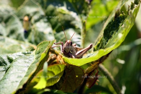 ベスト簡単 バッタ イラスト かわいい 動物ゾーン